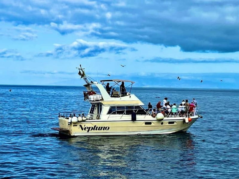 Discover whales in Tenerife: exclusive yacht tour with swim and lunch - Discover Whale Watching in Tenerife on an Exclusive Yacht