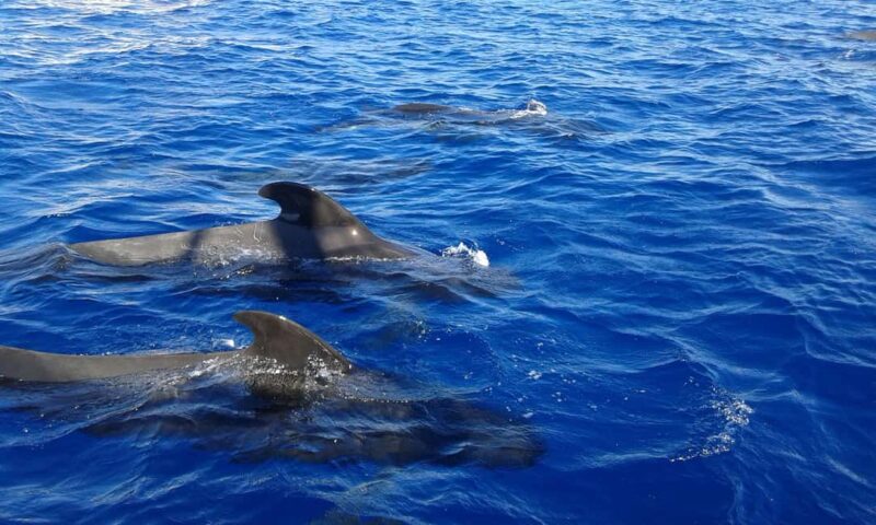 Discover whales in Tenerife: exclusive yacht tour with swim and lunch - Swimming in the Crystal-Clear Bay