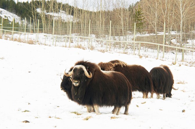 Discover Whitehorse with Northern Lights and Yukon Wildlife Tour - Whitehorse Arrival and Hotel Accommodation