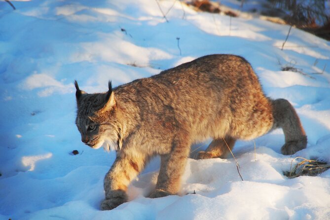 Discover Whitehorse with Northern Lights and Yukon Wildlife Tour - The Realities of Aurora Borealis Sightings