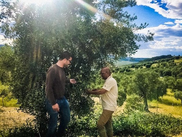 Discovering extra virgin olive oil - Discovering the Authentic Art of Olive Oil in Vieste