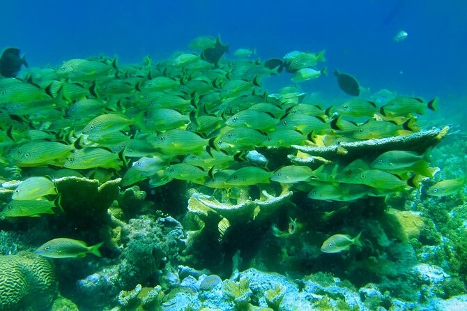 Discovering Isla Mujeres on a Double Decker Catamaran - Snorkeling Adventures at MUSA and Coral Reefs