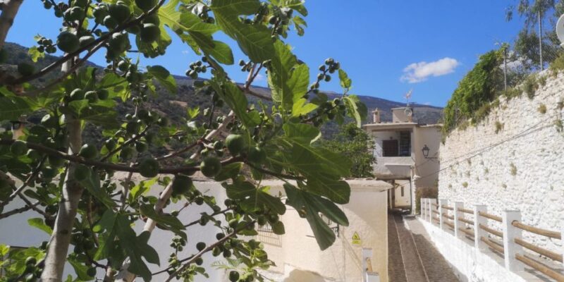 Discovering Las Alpujarras from Málaga - SemiPrivate - Practicalities: Logistics and What’s Included