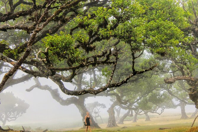 Discovering Northwest Madiera Shore Excursion w/ Harbour pickup - Relaxing at Porto Moniz’s Coastal Pools and Waterfalls