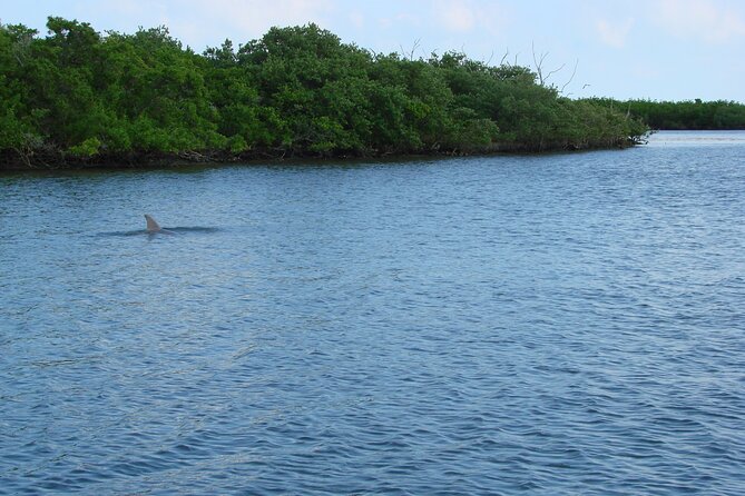 Discovery Dolphin Boat Tour - Whats Not Included and Planning Tips
