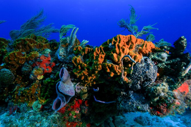 Discovery Scuba Diving !! - The Training Process in the Pool