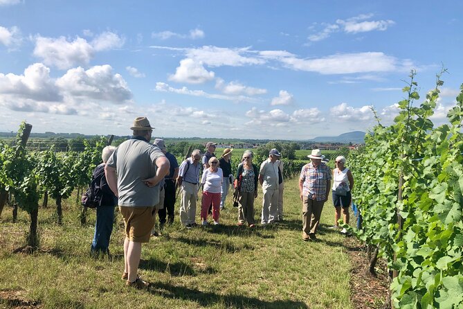 Discovery Vineyard - Explore the Heart of Alsace with the Discovery Vineyard Tour in Colmar