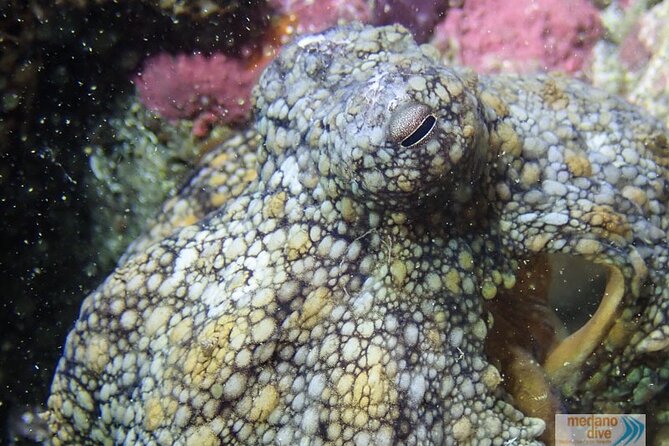 Dive Baptism 1 Dive In Tenerife 3,5h - Key Points