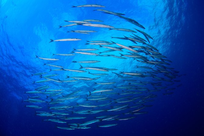 Dive Christening - The Equipment and Safety Measures