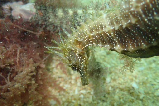 Dive in Marine Reserve, Arrábida, Setúbal, Sesimbra, near Lisbon - What’s Included in the Diving Experience