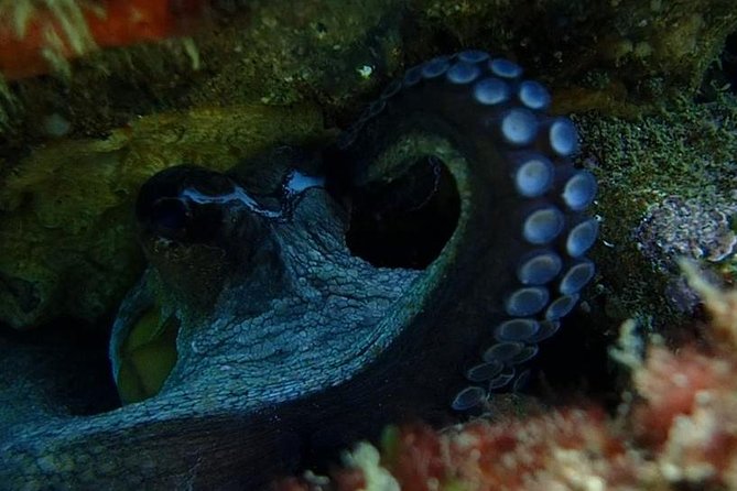 Dive in Marine Reserve, Arrábida, Setúbal, Sesimbra, near Lisbon - The Unique Underwater Landscape of the Professor Luis Saldanha Marine Park