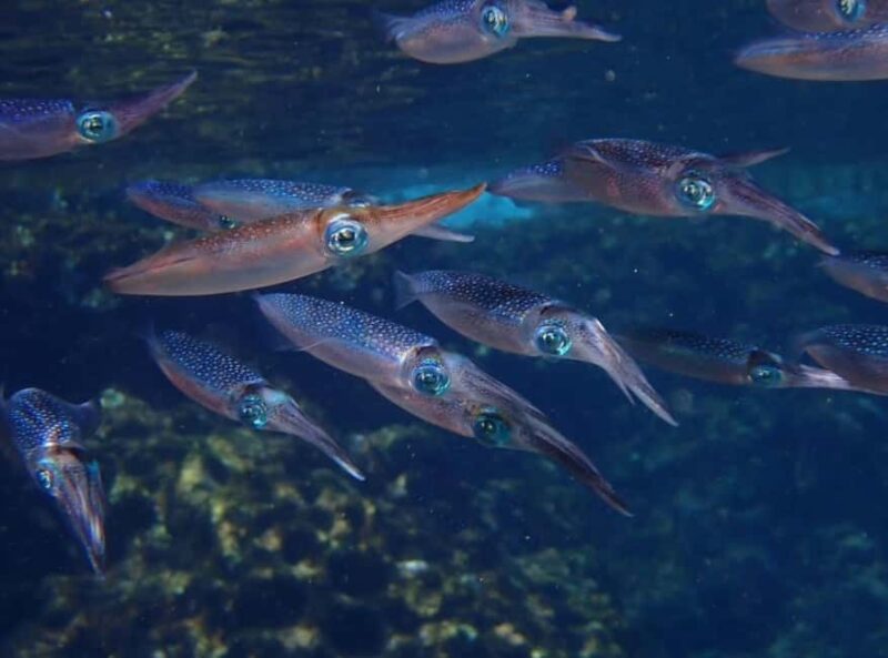 Dive Into Adventure: Beginner Scuba Experience in Rhodes - Underwater Exploration in Rhodes’ Calm Aegean Waters