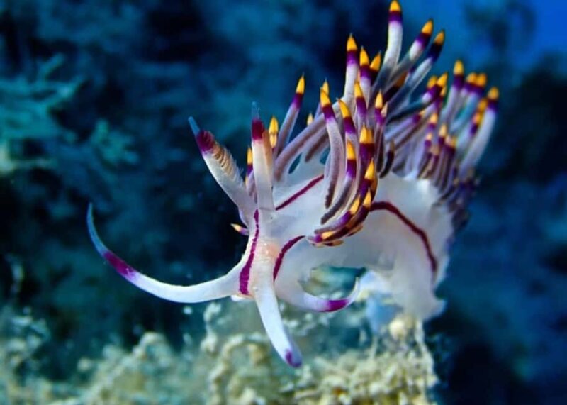 Dive Into Adventure: Beginner Scuba Experience in Rhodes - Pricing, Cancellation, and Payment Options