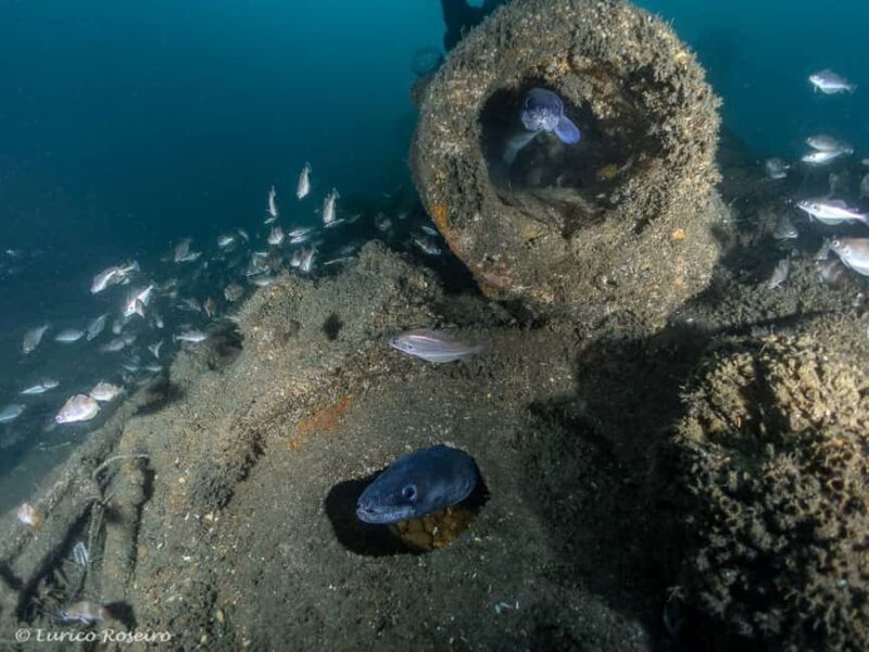 Dive the U-boat 1277 - the Most Iconic Dive in Portugal - Key Points