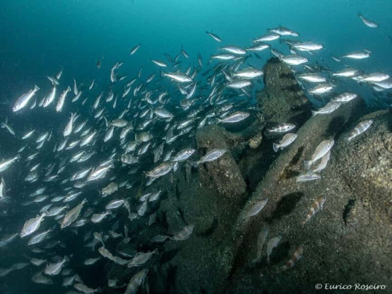 Dive the U-boat 1277 - the Most Iconic Dive in Portugal - Equipment and Guides Included for a Smooth Experience