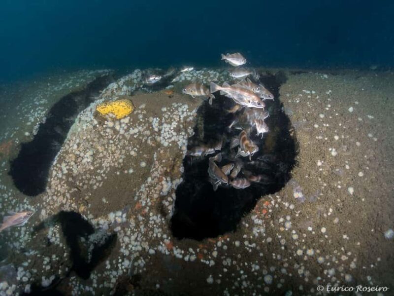 Dive the U-boat 1277 - the Most Iconic Dive in Portugal - Who Should Consider This Tour