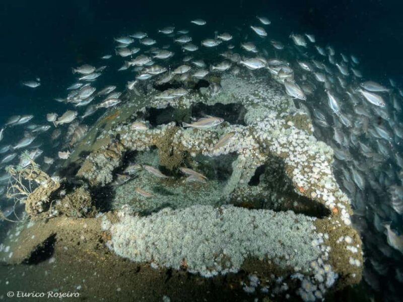 Dive the U-boat 1277 - the Most Iconic Dive in Portugal - Portugal Dive: The Experience Provider