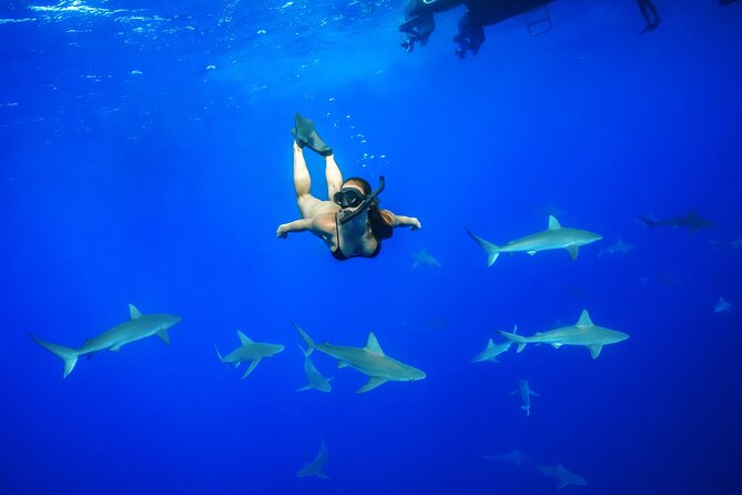 Dive with Sharks in Hawaii: Shark Tour from Haleiwa - Dive with Sharks in Hawaii: Shark Tour from Haleiwa
