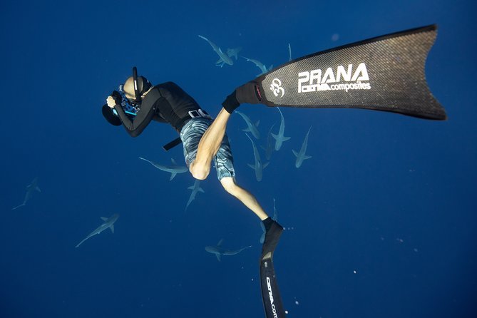 Dive with Sharks in Hawaii: Shark Tour from Haleiwa - What Happens During the 2-Hour Shark Encounter