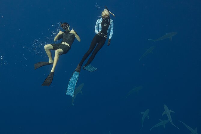Dive with Sharks in Hawaii: Shark Tour from Haleiwa - Customer Experience and Review Highlights