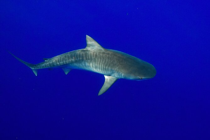 Dive with Sharks in Hawaii: Shark Tour from Haleiwa - Contributing to Shark Conservation