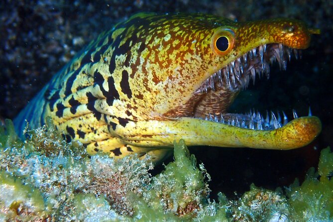 Diving Adventures - Boat and Shore Diving - Weather and Cancellation Policies