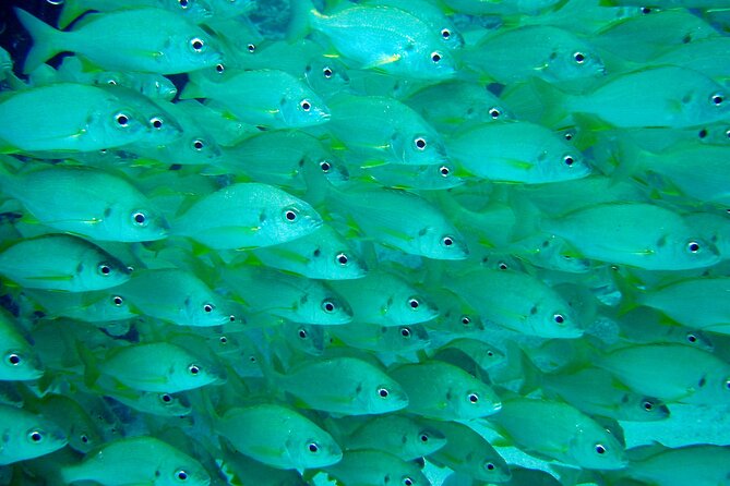 Diving Adventures - Boat and Shore Diving - Reviews and Customer Satisfaction