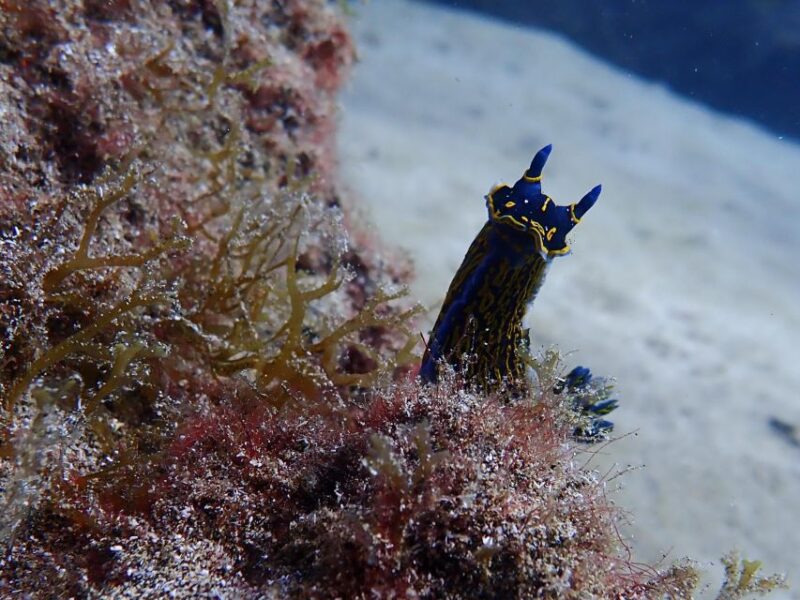 Diving at Lanzarote - 2 guided dives for certified divers - Discover Lanzarote’s Unique Underwater Landcapes with Certified Diving
