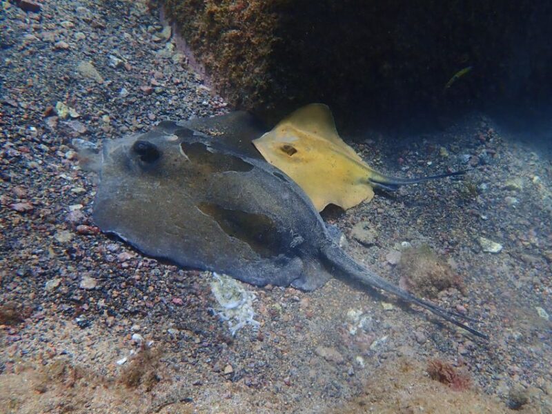 Diving at Lanzarote - 2 guided dives for certified divers - From the Meeting Point to the Dive Sites