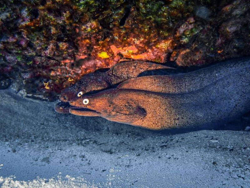 Diving at Lanzarote - 2 guided dives for certified divers - Who Should Consider This Tour