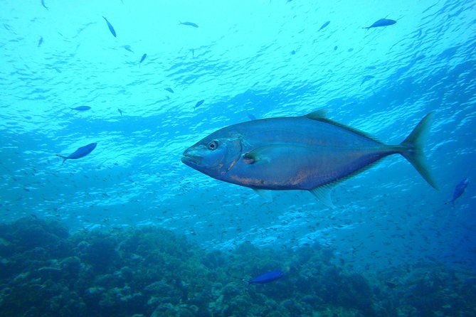 Diving Baptism - Cancellation Policy and Flexibility