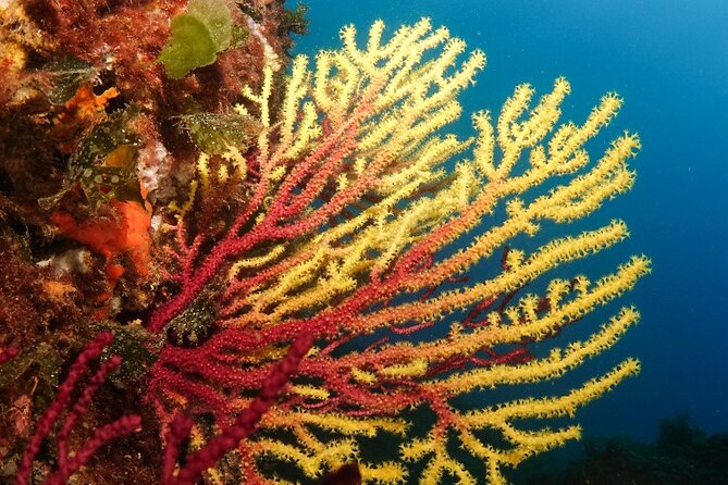 Diving baptism in the Montgrí Natural Park - The Experiences Highlights According to Reviews