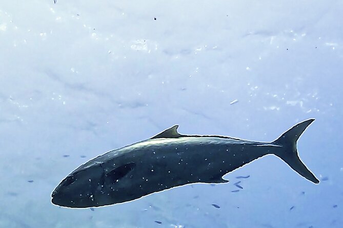 Diving baptism in the Montgrí Natural Park - Who Should Consider This Tour