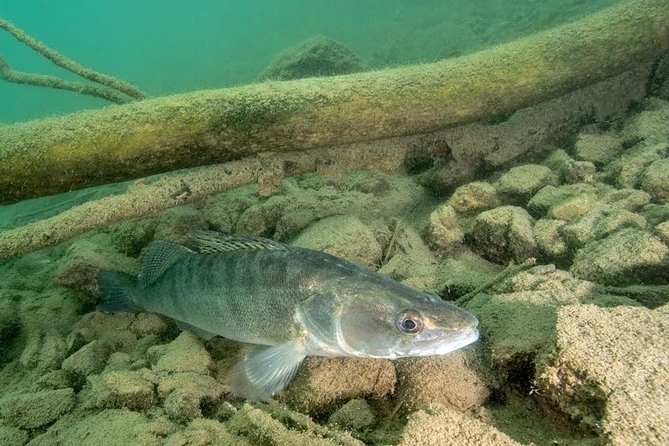 Diving Bled - Discovering Lake Bled’s Underwater Environment