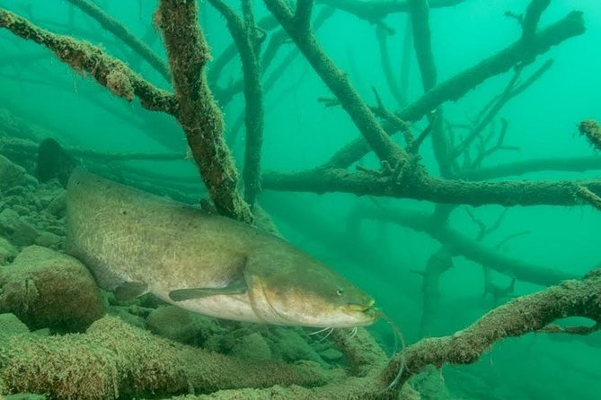 Diving Bled - What Certified Divers Can Expect During the Dive