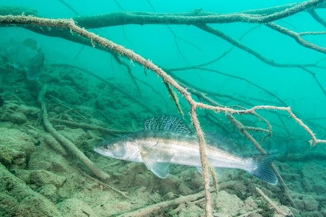 Diving Bled - The Expertise and Approach of the Guides