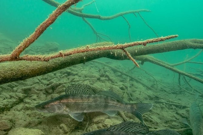 Diving Bled - Can Beginners Participate?