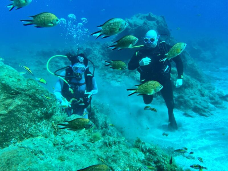 Diving course for beginners in turtle area Tenerife - Introducing the Tenerife Beginner Diving Course in Abades