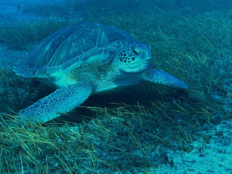 Diving course for beginners in turtle area Tenerife - Exploring Abades Underwater World
