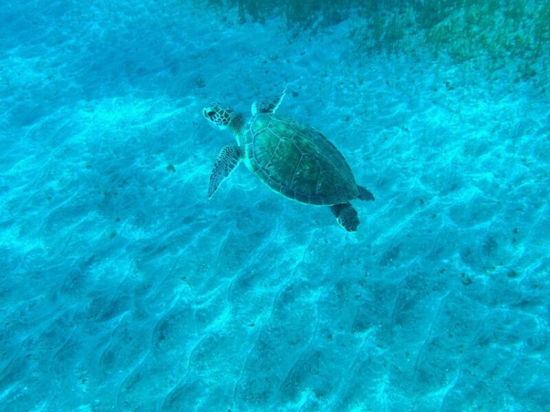 Diving course for beginners in turtle area Tenerife - Certification and Post-Dive Documentation
