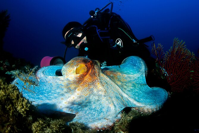 Diving day tour with 2 dives - Marine Environment and Dive Site Highlights