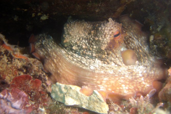 Diving day tour with 2 dives - Practicalities: Equipment, Group Size, & Booking