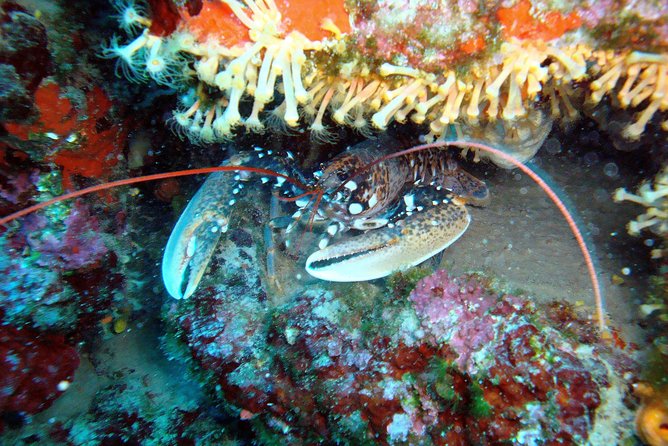 Diving day tour with 2 dives - Guides and Safety Protocols