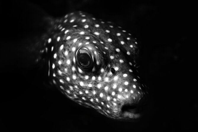 Diving exploration for beginners in Los Arcos de Mismaloya - The Guided Dive Experience in the Aquarium Area