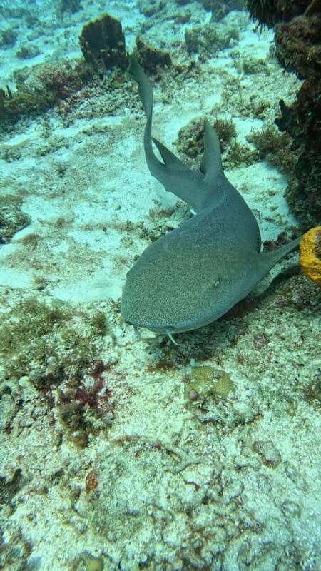 Diving for Beginners in Cozumel: Your First VIP Experience - The Calm Waters Practice: Building Confidence