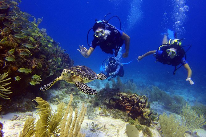 Diving in Cancun for Certified Divers | 2 Dives | All Inclusive - The Marine Life and Dive Locations in Cancun