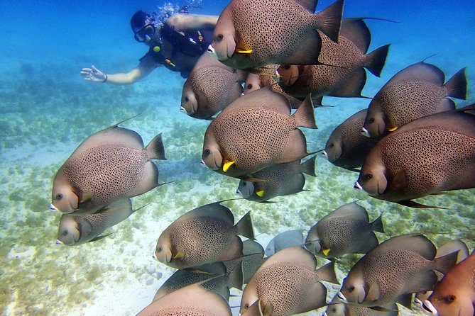 Diving in Cancun for Certified Divers | 2 Dives | All Inclusive - Equipment, Facilities, and Included Snacks