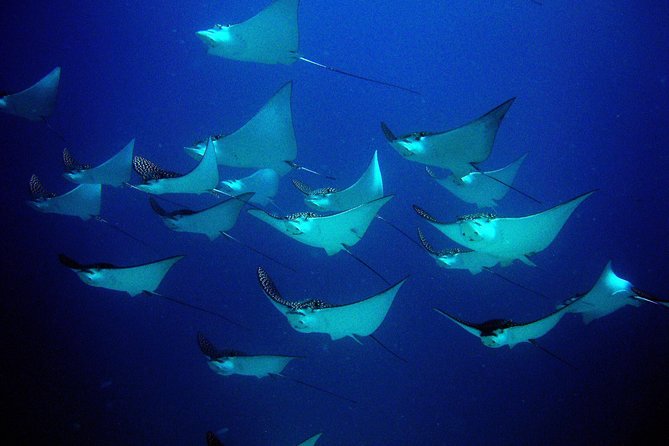 Diving in Cancun for Certified Divers | 2 Dives | All Inclusive - The Role of the Guides and Personalization