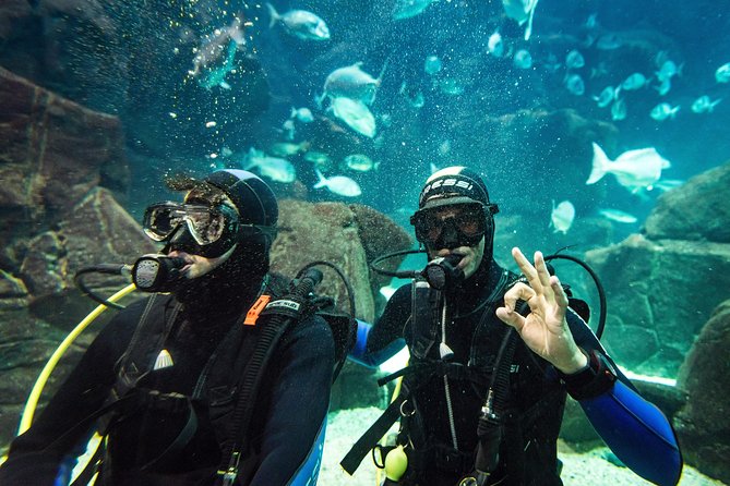Diving in the Madeira Aquarium - The Guides Role and Customer Experience