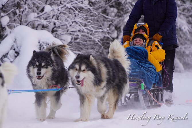 Dog Sled Adventure - Explore Alaska’s Traditions with a Private Dog Sled Adventure in Fairbanks